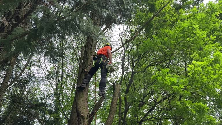 Mulching Services in Falls City, NE